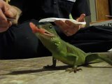 Chinese Water Dragon Eating Supper! =)