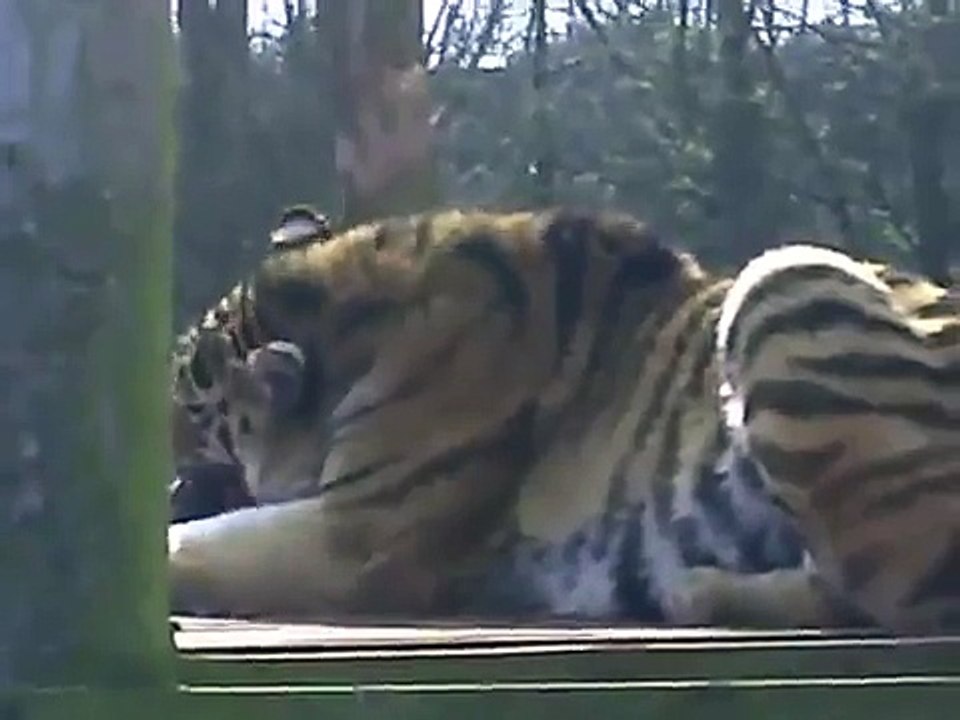 One of the biggest and most powerful species of tiger in the world
