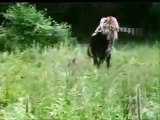 KAPLAN İNEK AVLIYOR -Tiger cow - Vaca tigre - Tijger mucca