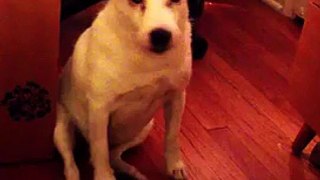 Guilty Dog is Very Guilty from Internet