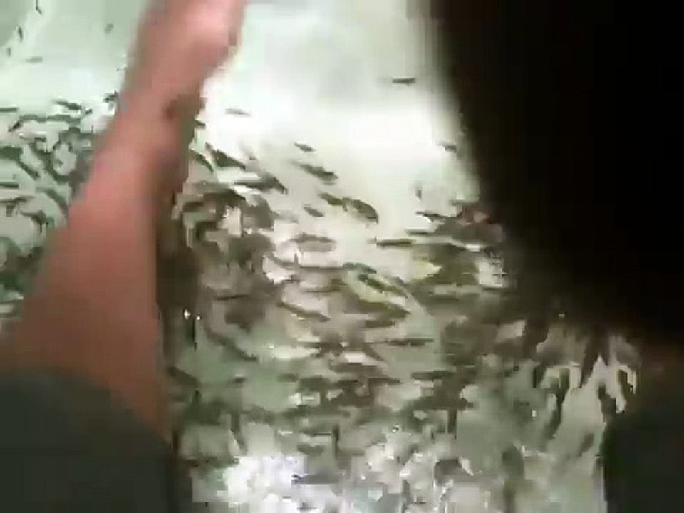 Fish Spa -Singapore - hundreds of fish eating dead skin off my feet..