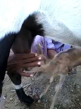 Macaw , Australian gray parrot ,Cocktail birds , Fisher , latino , Australian bajri How to breed and other information (16)