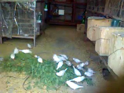 Macaw , Australian gray parrot ,Cocktail birds , Fisher , latino , Australian bajri How to breed and other information (19)