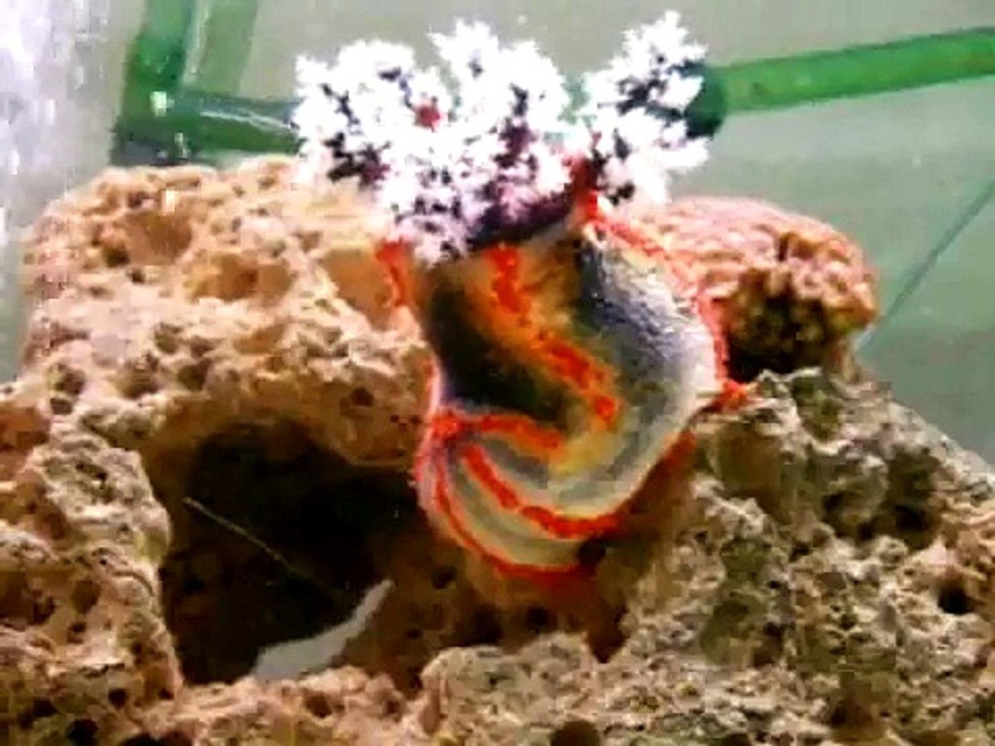 Marine Tank With A Sea Apple Feeding Video Dailymotion
