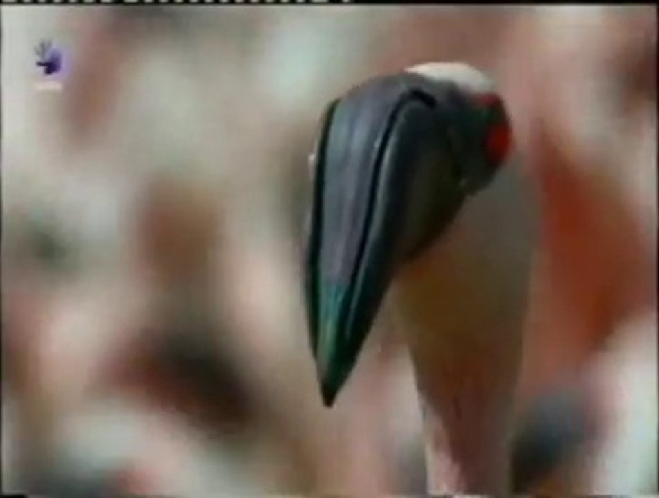 El baile de la seduccion: Flamencos