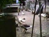 goose honking... (noisy)
