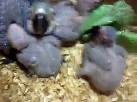 Macaw , Australian gray parrot ,Cocktail birds , Fisher , latino , Australian bajri How to breed and other information (5)