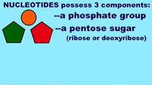 AP1: BIOCHEMISTRY: NUCLEOTIDES & NUCLEIC ACIDS