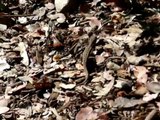 Western fence lizard eating ants