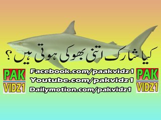 Fish eat Man Amazing