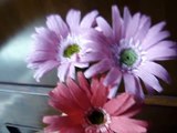 Paper Flower - Gerbera Daisy