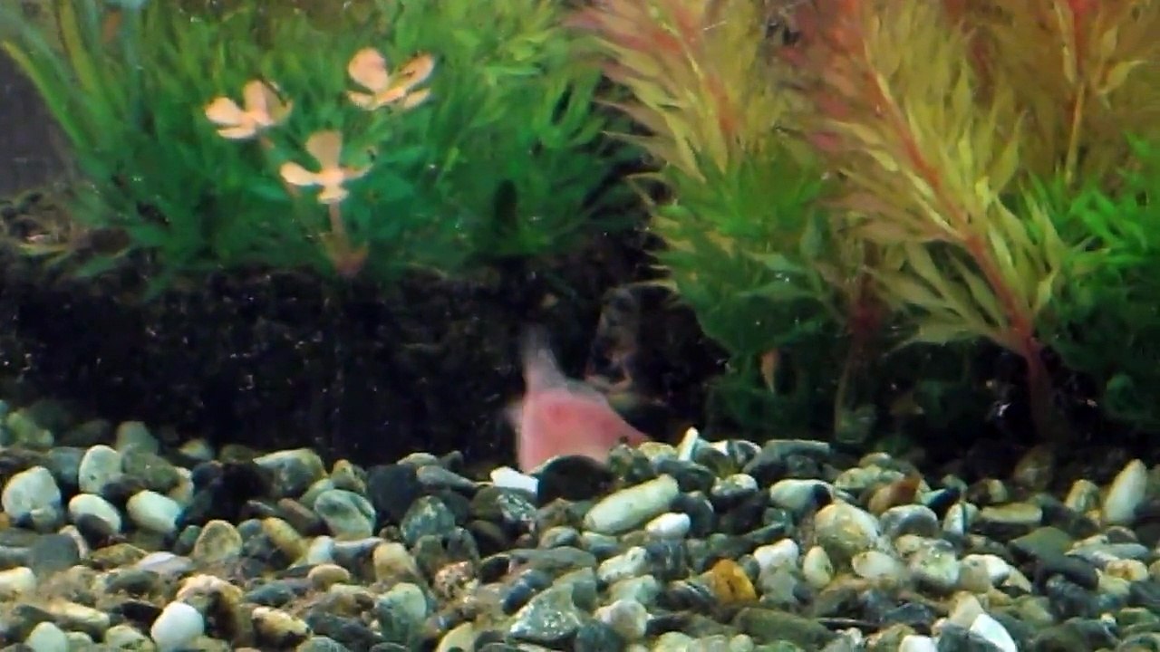 桃太郎魚   疑似造產房影片