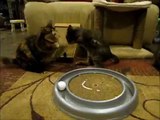 Mercury the two legged kitten vs Maeby