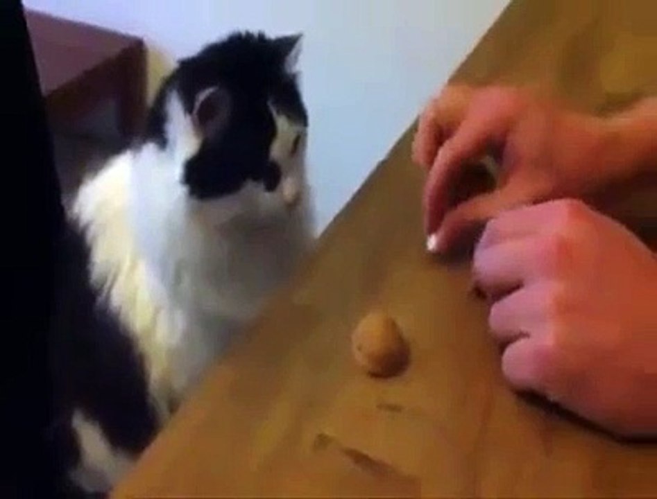 Cats are so funny