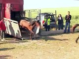 Help VIER PFOTEN save the Letea Horses.