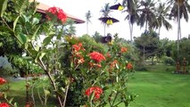 Huge Butterflies Flying Around In My Garden