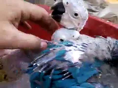 Babies of Macaw and Australian gray parrot Watch How to Hand Feeding