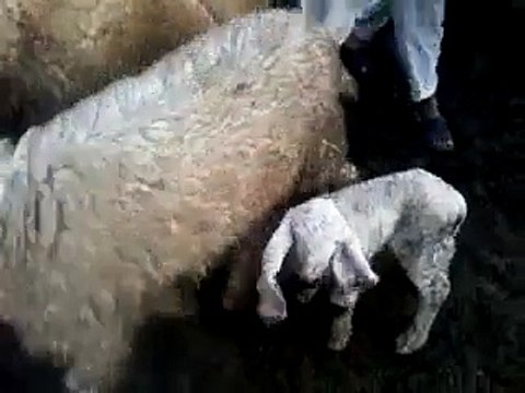 Macaw , Australian gray parrot ,Cocktail birds , Fisher , latino , Australian bajri How to breed and other information (13)