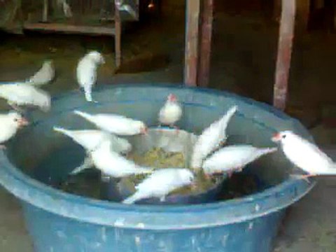 Macaw , Australian gray parrot ,Cocktail birds , Fisher , latino , Australian bajri How to breed and other information (22)