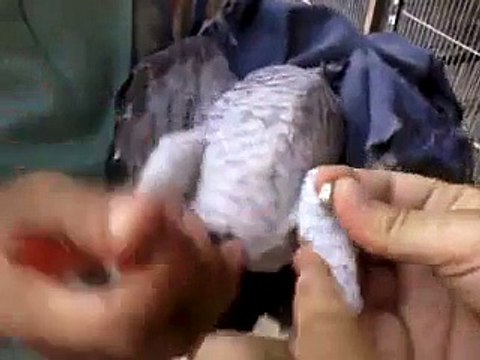 Macaw , Australian gray parrot ,Cocktail birds , Fisher , latino , Australian bajri How to breed and other information (25)