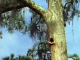 Carpintero - Pájaro Loco - Woody Woodpecker - Pileated Woodpecker [Video Musical]