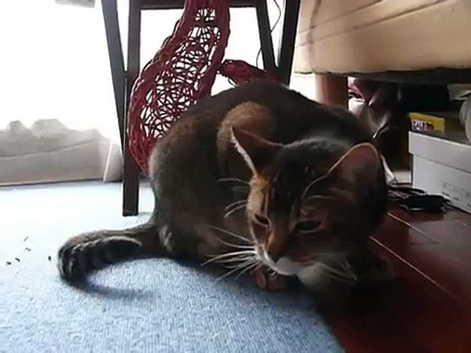 猫の喘息発作 asthma attack of the cat