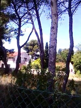 Macaw , Australian gray parrot ,Cocktail birds , Fisher , latino , Australian bajri How to breed and other information (41)