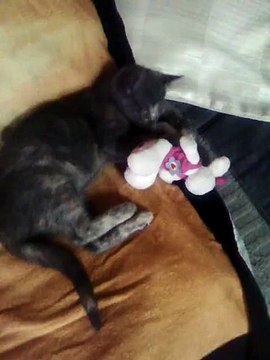 Macaw , Australian gray parrot ,Cocktail birds , Fisher , latino , Australian bajri How to breed and other information (42)