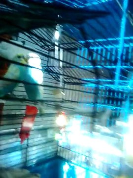 Macaw , Australian gray parrot ,Cocktail birds , Fisher , latino , Australian bajri How to breed and other information (44)