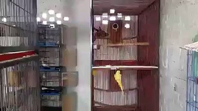 Macaw , Australian gray parrot ,Cocktail birds , Fisher , latino , Australian bajri How to breed and other information (38)