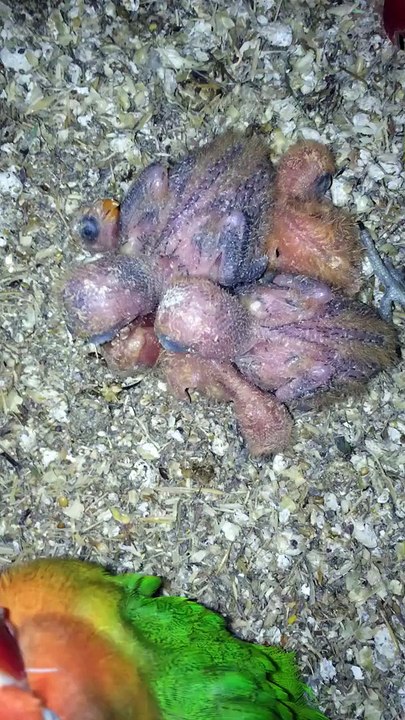 Macaw , Australian gray parrot ,Cocktail birds , Fisher , latino , Australian bajri How to breed and other information (48)