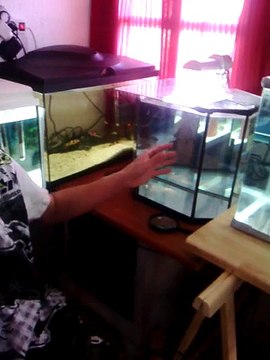 Macaw , Australian gray parrot ,Cocktail birds , Fisher , latino , Australian bajri How to breed and other information (40)