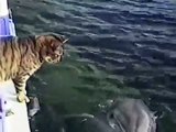 【めっちゃ】イルカとネコのキス【可愛い】