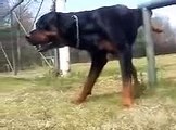 Rottweilers out and about