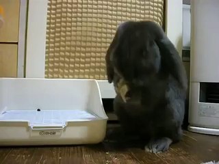 ごちそうさま （Cute Holland Lop Bunny / ホーランドロップ / うさぎ）