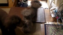 自宅でシルバー・アンバートリミング Toy poodle grooming at home