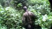 Wild Mountain Silverback Gorillas Encounter in the Bwindi Impenetrable Forest