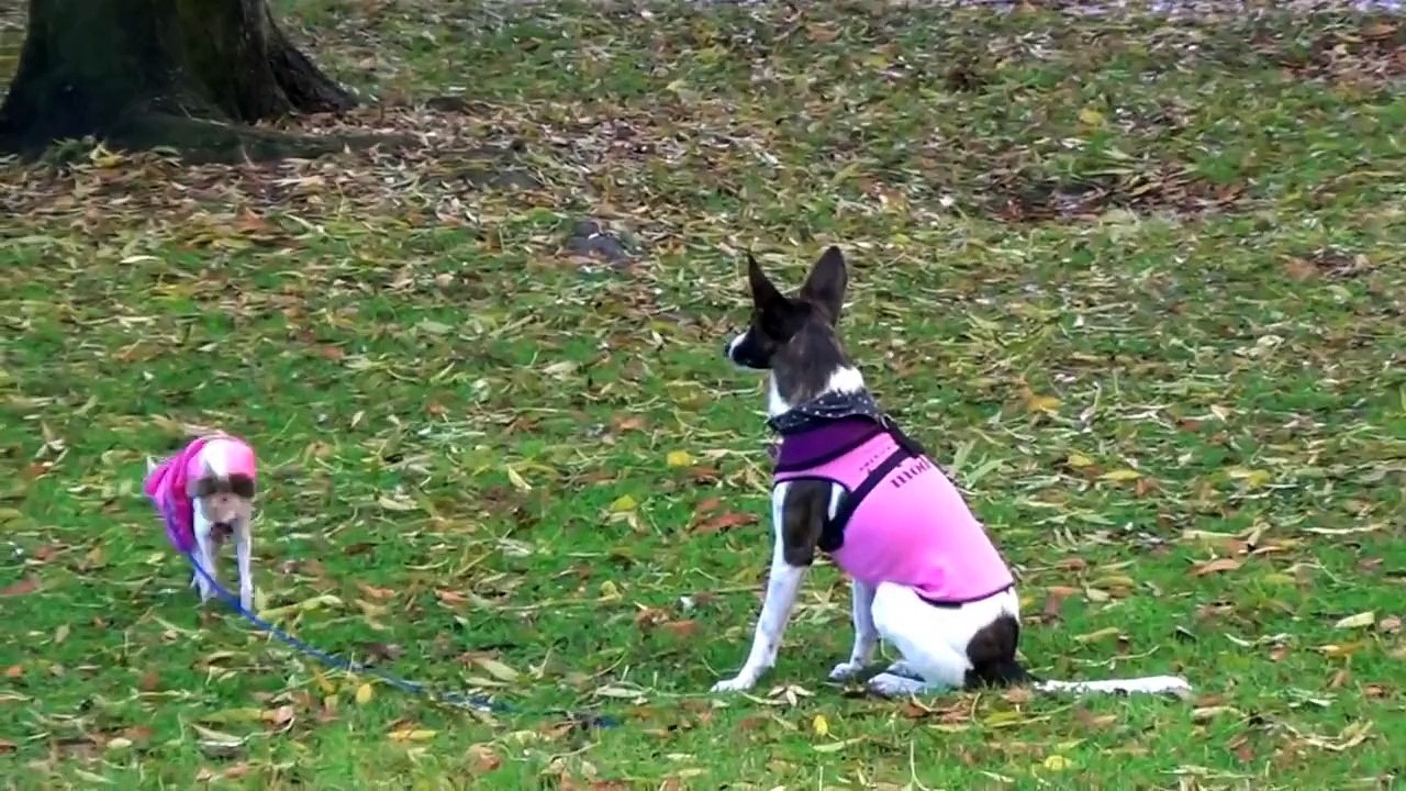 Teach the Safety Stay- clicker dog training