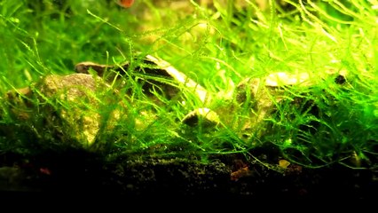 Ghost Shrimp - Eating