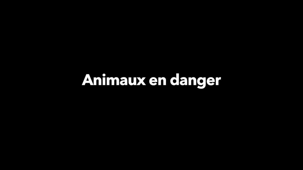 Sécurité Routière -Animaux en danger