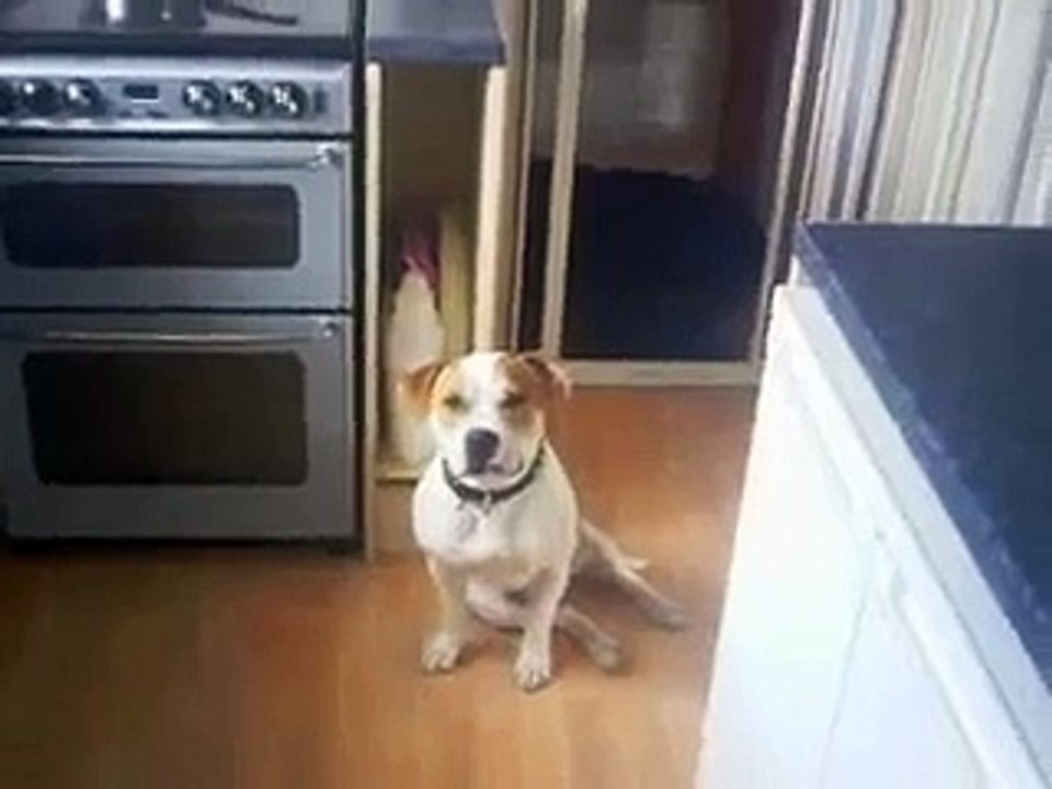 2 rottweilers and 2 staffordshire bull terriers