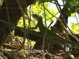 les Antilles Vidéo découverte des paysages de la Guadeloupe ( landscapes of Guadeloupe )