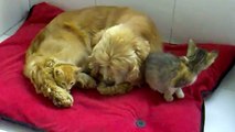 Los gatitos y su madre adoptiva