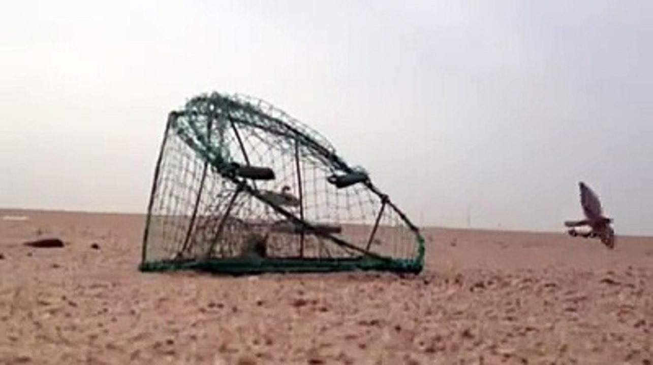 excellent bird trap