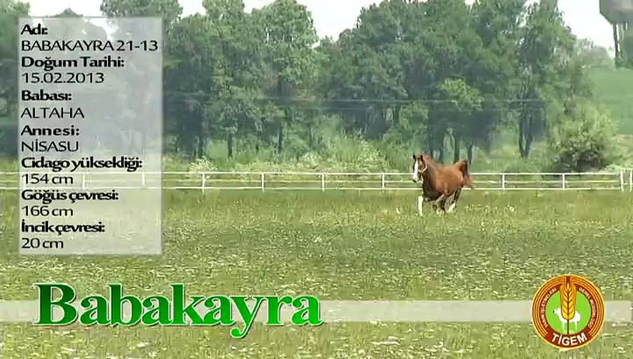 BABAKAYRA