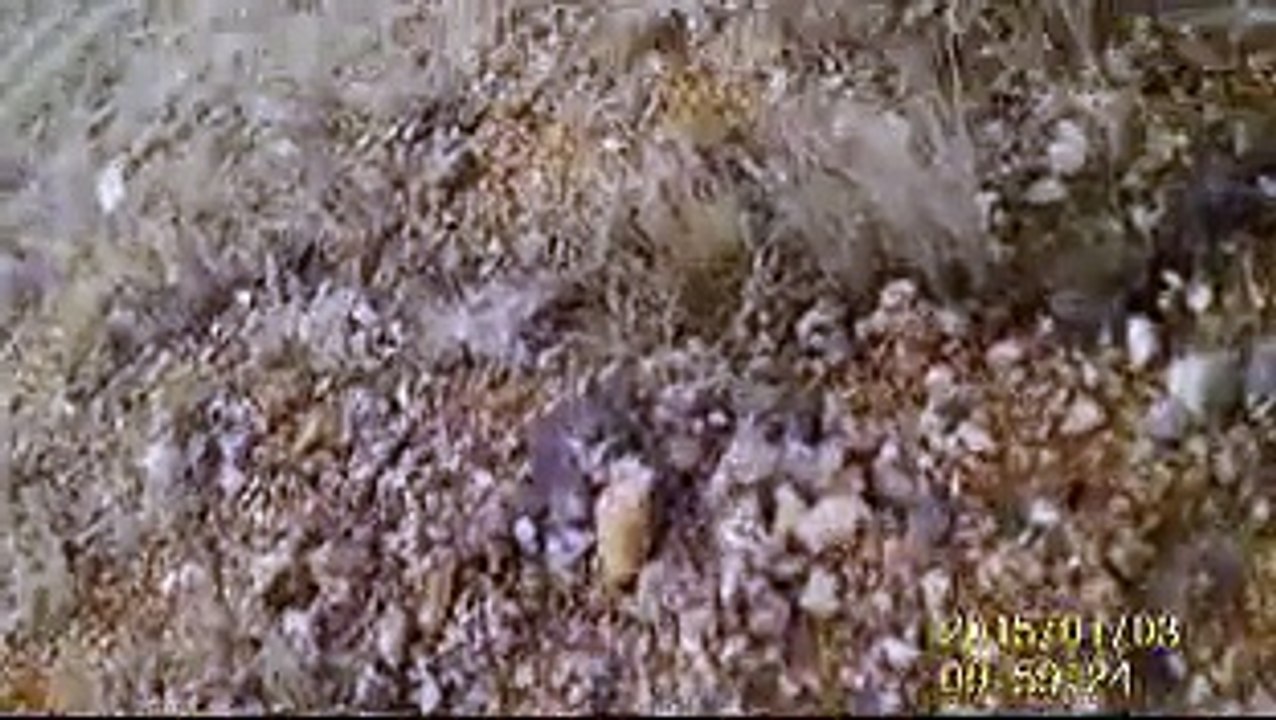 zeyne ferma ates aport