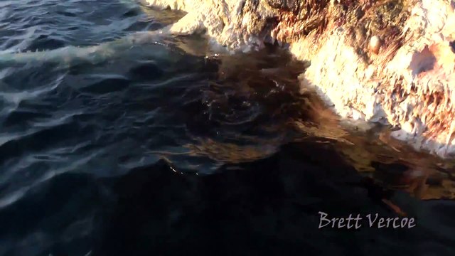 Des requins s'occupent de la carcasse d'un cachalot mort