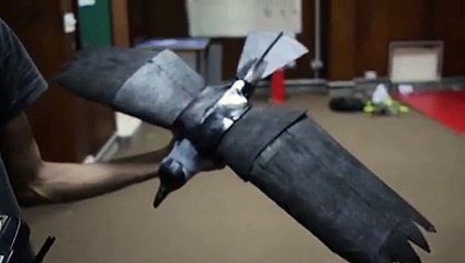 crow bionic engineering marvel