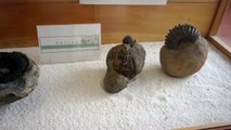 Amonitas gigantes sacadas del antiguo lecho marino (Villa de Leyva, Colombia)