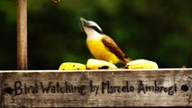 Observação de pássaros, silvestres, em alimentação, na Natureza das Cidades, (4)